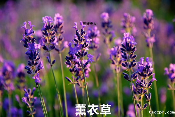 十二星座的本命茶饮大揭秘—双鱼座插图2 十二星座的本命茶饮大揭秘—双鱼座插图2