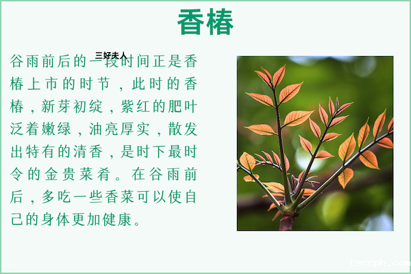 谷雨尝鲜:时令美食盛宴,滋味尽在指尖插图2 谷雨尝鲜:时令美食盛宴,滋味尽在指尖插图2