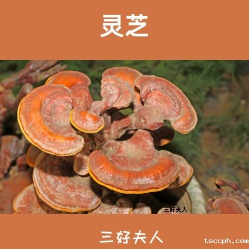 补肾什么补品比较管用?补肾圣品,健康从此起航补插图3 补肾什么补品比较管用?补肾圣品,健康从此起航补插图3