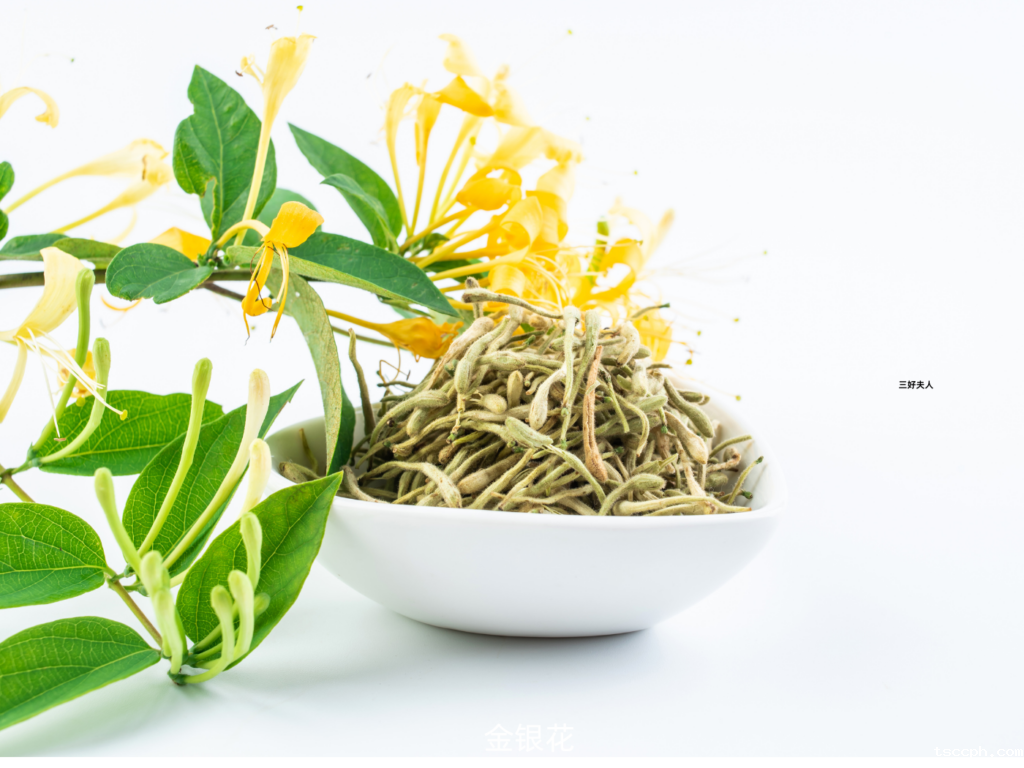 必看!金银花在秋冬季的隐藏好处,让你惊喜连连!插图 必看!金银花在秋冬季的隐藏好处,让你惊喜连连!插图