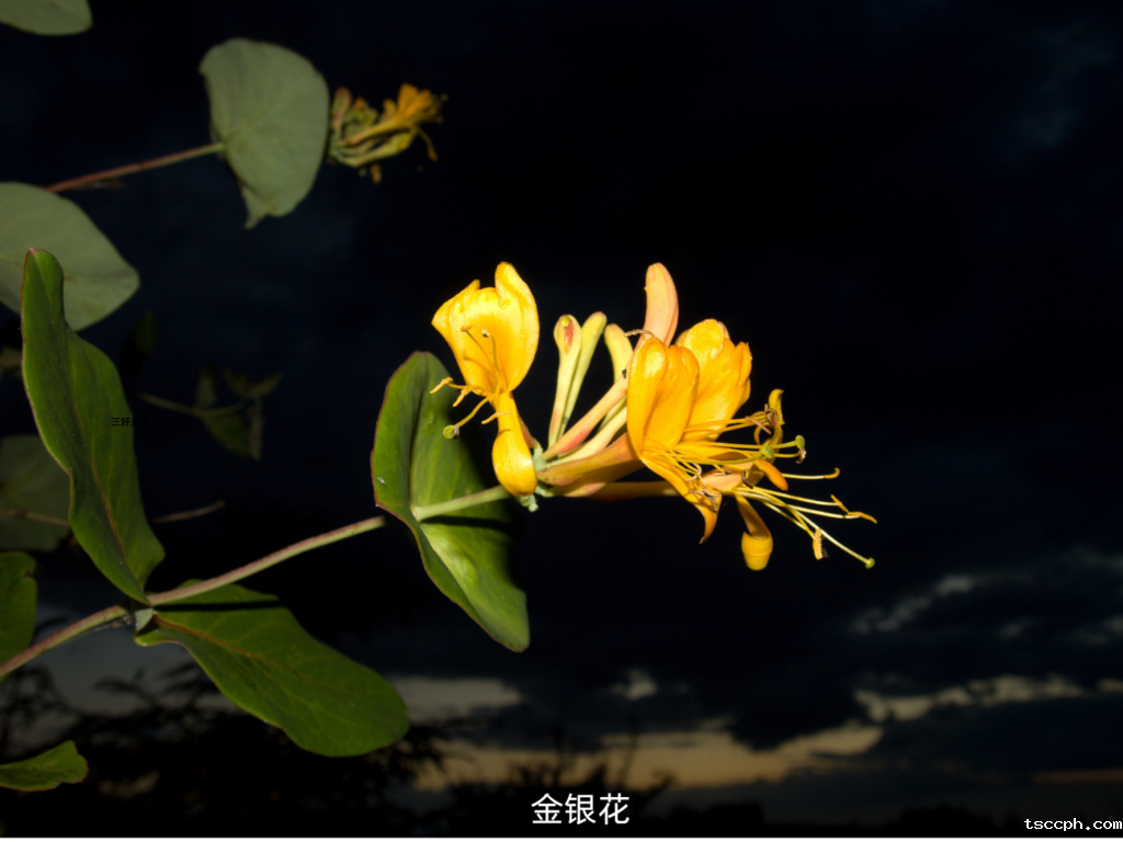 必看!金银花在秋冬季的隐藏好处,让你惊喜连连!插图2 必看!金银花在秋冬季的隐藏好处,让你惊喜连连!插图2