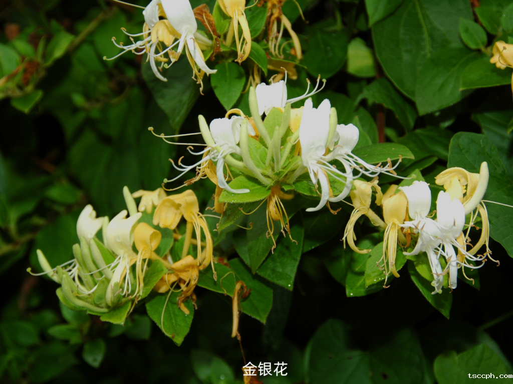 必看!金银花在秋冬季的隐藏好处,让你惊喜连连!插图3 必看!金银花在秋冬季的隐藏好处,让你惊喜连连!插图3
