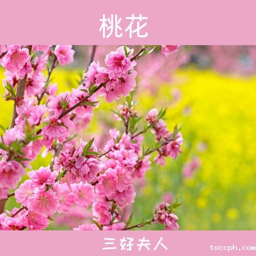 女生春季养生茶饮大全：多款适合长期喝的养生茶搭配，让你喝出美丽与健康！插图5