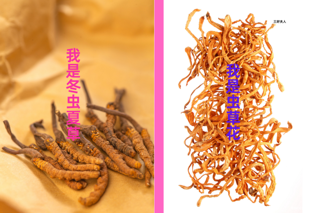吃虫草花有什么功效和作用，一分钟告诉你是不是智商税插图1