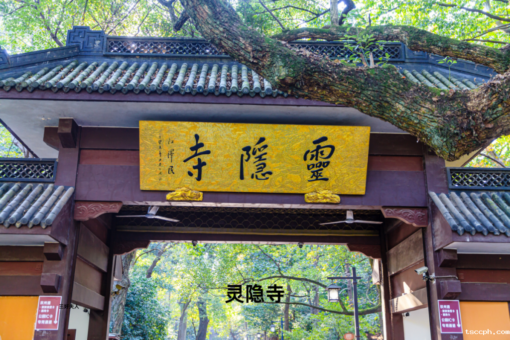 一分钟告诉你灵隐寺七叶古树开花意味着什么？插图