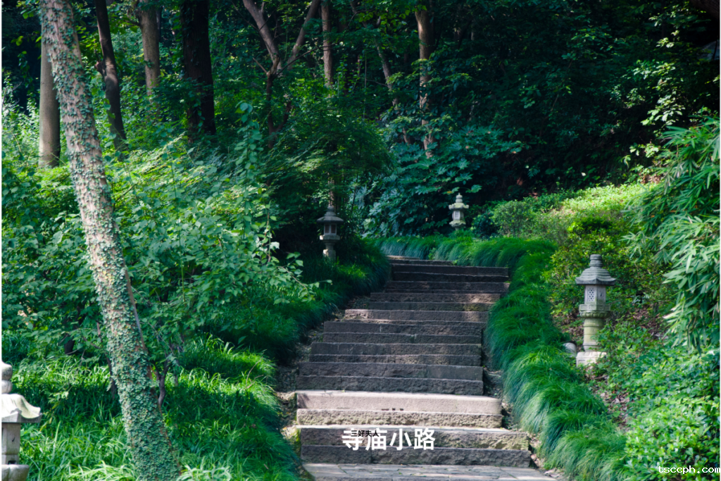 一分钟告诉你灵隐寺七叶古树开花意味着什么？插图1