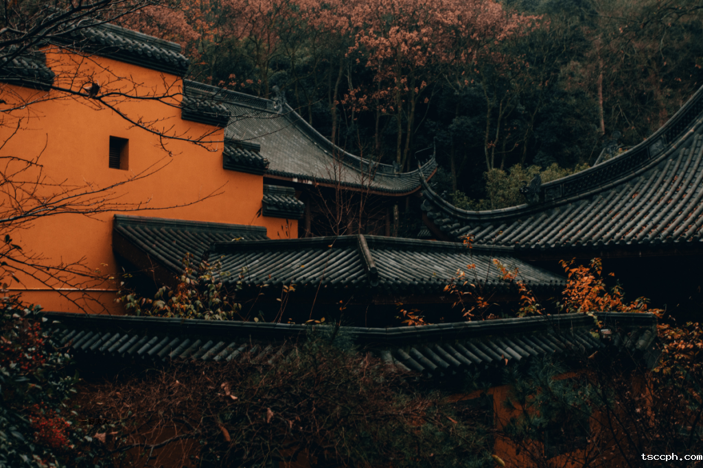 一分钟告诉你灵隐寺七叶古树开花意味着什么？插图4