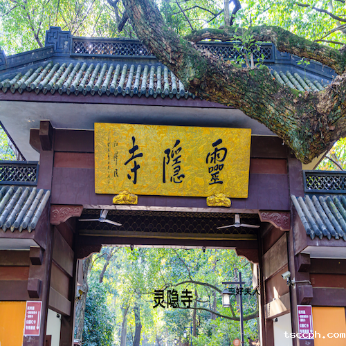 一分钟告诉你灵隐寺七叶古树开花意味着什么？