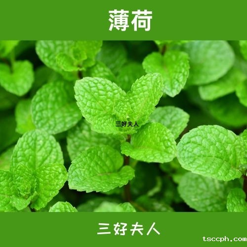 养胃护胃养生茶男士能喝吗？好好喝茶，是平凡日子里的浪漫！插图4